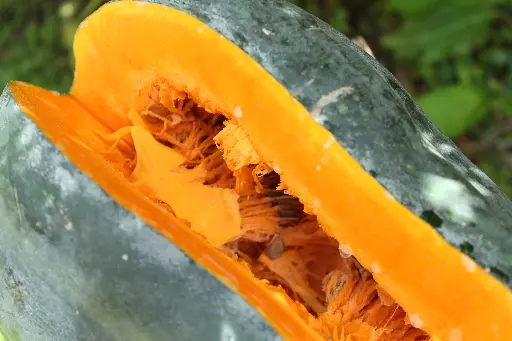 Giraumon – Potiron pays (Produit local Guadeloupe)